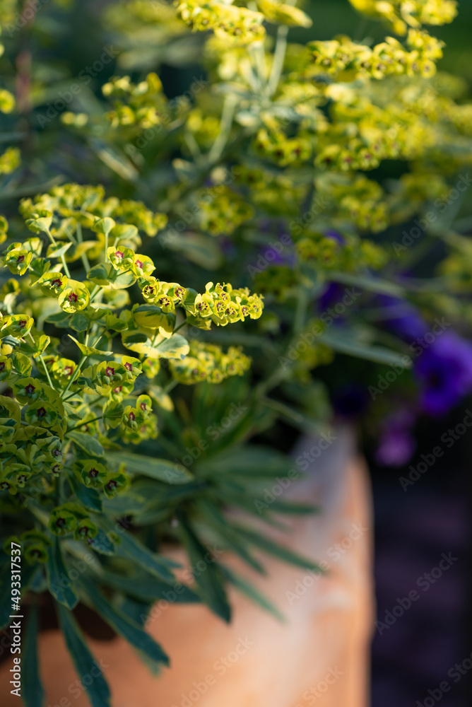 Yellow Blooming Flowers in Terracotta pot Yellow Blooming Flowers in Terracotta pot