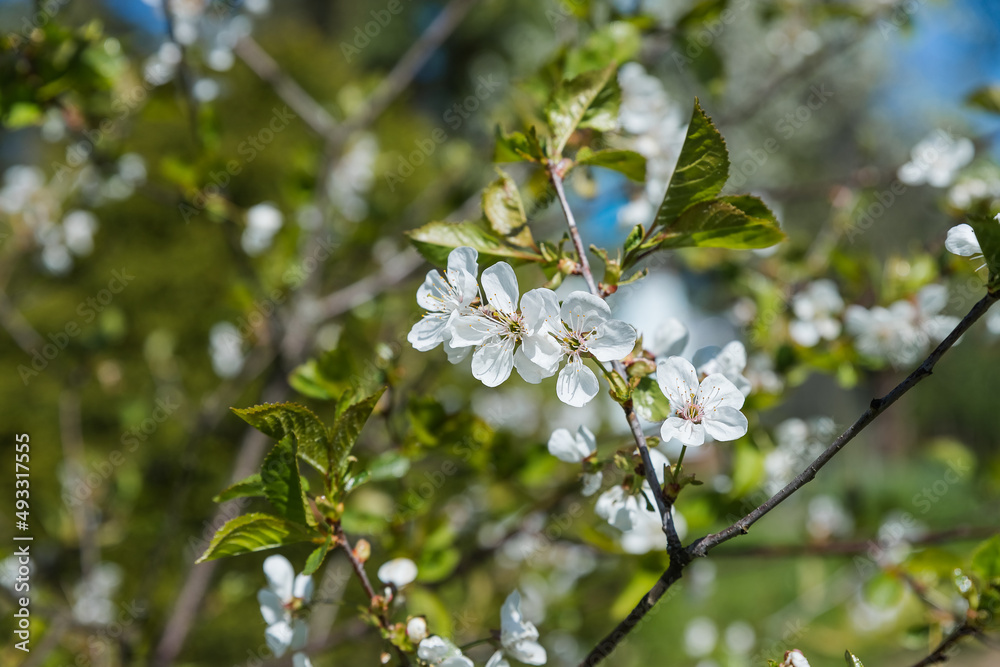 Apple trees flowers. the seed-bearing part of a plant.Spring flower natural landscape with white flowers of an apple tree on the background of the blue sky close-up. Soft focus Apple trees flowers. the seed-bearing part of a plant.Spring flower natural landscape with white flowers of an apple tree on the background of the blue sky close-up. Soft focus