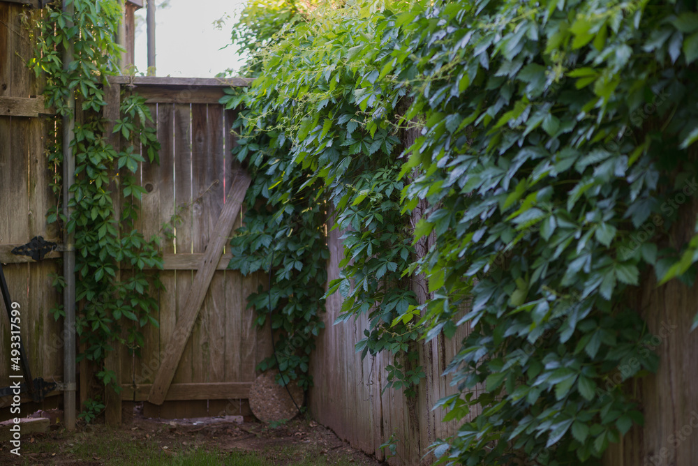 Green Ivy Growing on Cedar Fence and Gate Green Ivy Growing on Cedar Fence and Gate