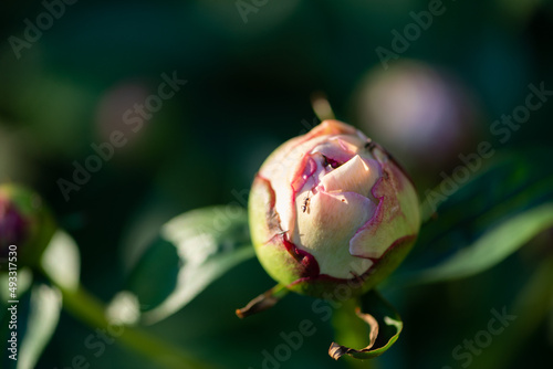 Peony Flower Bud with Ant photo