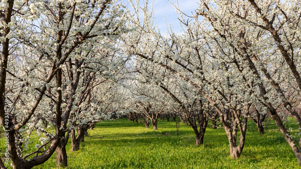 Plum orchard flowering in the fruiting season Plum orchard flowering in the fruiting season