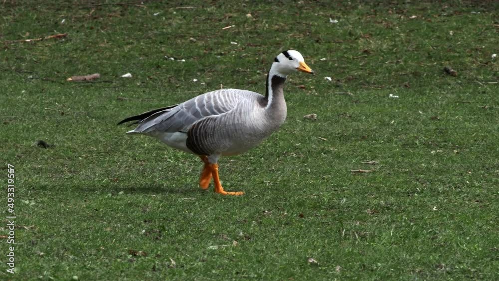 The bar-headed goose flying over a lake at Munich. Anser indicus breeds in Central Asia in colonies of thousands near mountain lakes and winters in South Asia, as far south as peninsular India. The bar-headed goose flying over a lake at Munich. Anser indicus breeds in Central Asia in colonies of thousands near mountain lakes and winters in South Asia, as far south as peninsular India.