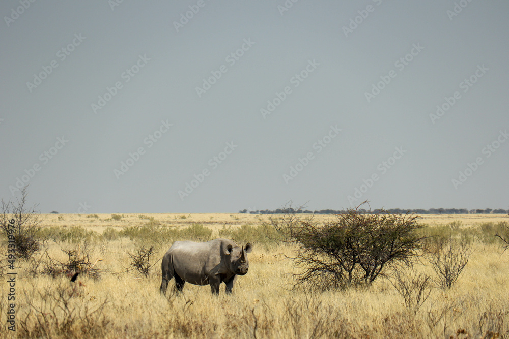 Obraz premium rhino in the wild