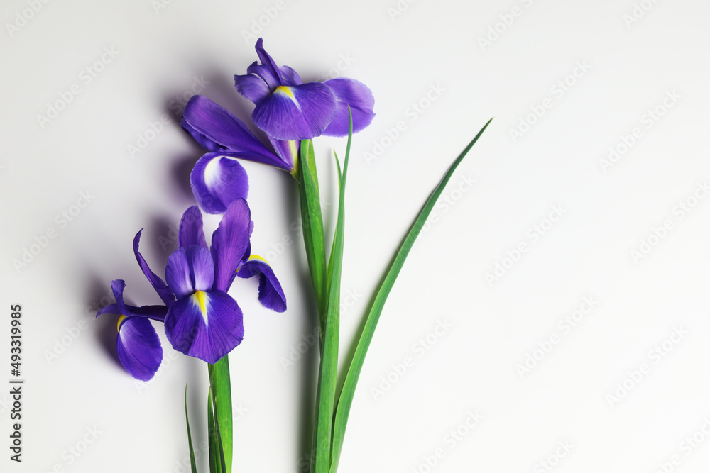 iris flowers on white background iris flowers on white background