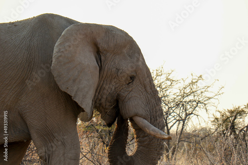An elephant portrait