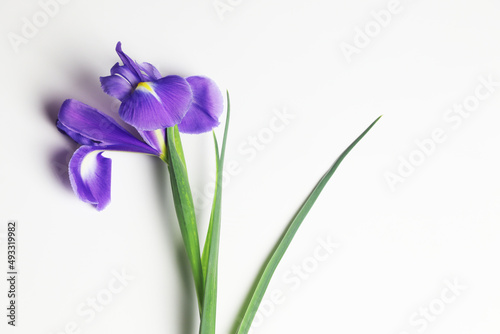 Fototapeta Naklejka Na Ścianę i Meble -  iris flower isolated on white