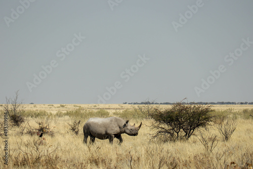 rhino in the wild