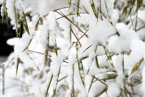 Snow covered bamboo leaves in winter close up © Stephen