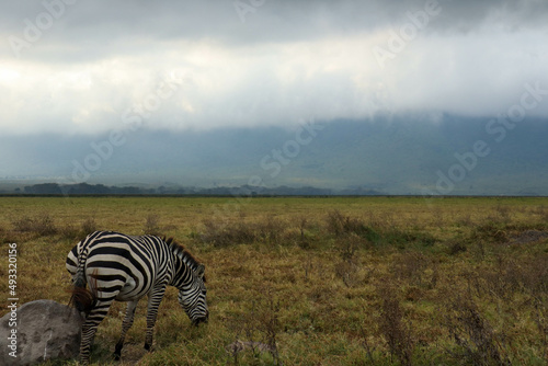zebra in the savannah