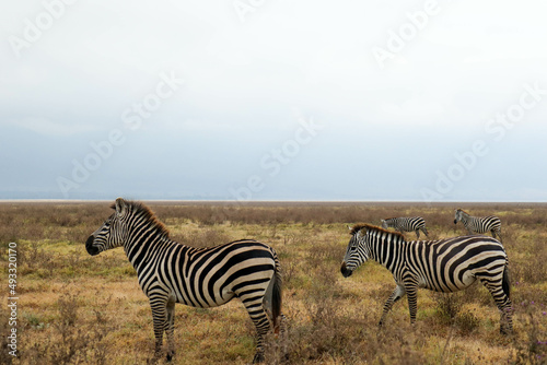 zebras in the serengeti