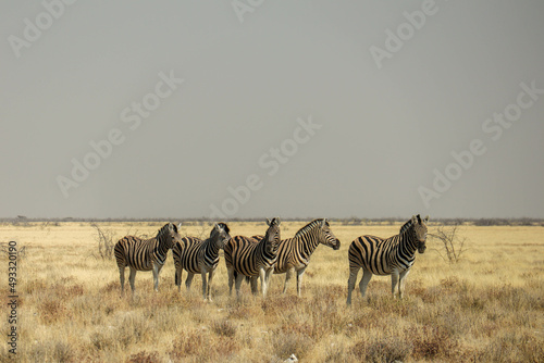 A pack of zebras