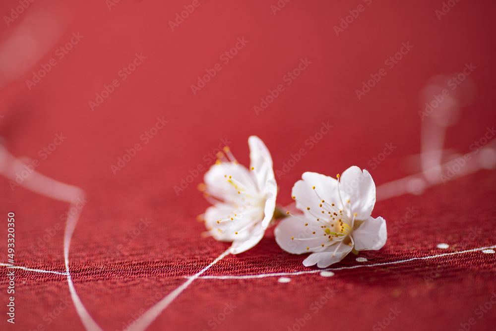 赤の背景と桜の花