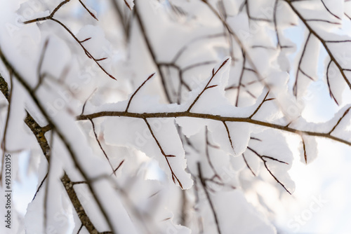Snow-covered tree branches in the wood