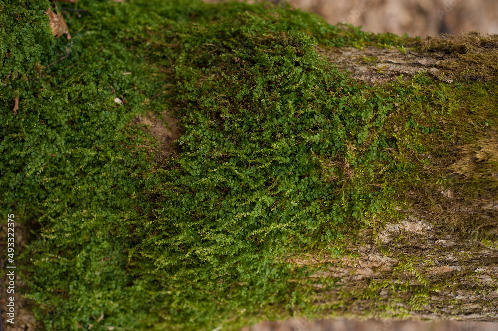 Embossed texture of the bark of oak. Photo of the oak texture with moss Embossed texture of the bark of oak. Photo of the oak texture with moss