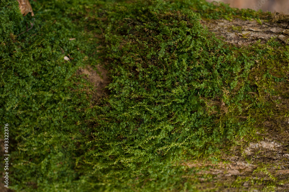 Embossed texture of the bark of oak. Photo of the oak texture with moss Embossed texture of the bark of oak. Photo of the oak texture with moss