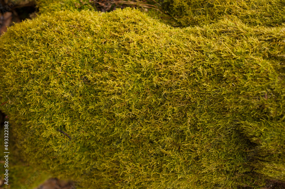 Embossed texture of the bark of oak. Photo of the oak texture with moss Embossed texture of the bark of oak. Photo of the oak texture with moss