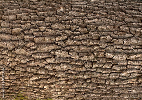 Embossed texture of the bark of oak. Photo of the oak texture with moss