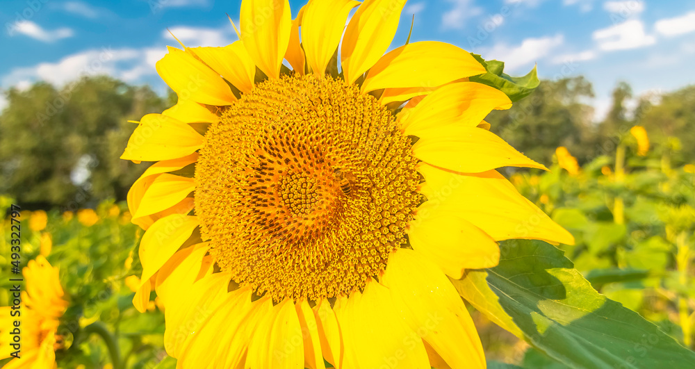 Fleur de tournesol dans un champs en été.
Fleur de tournesol dans un champs en été.