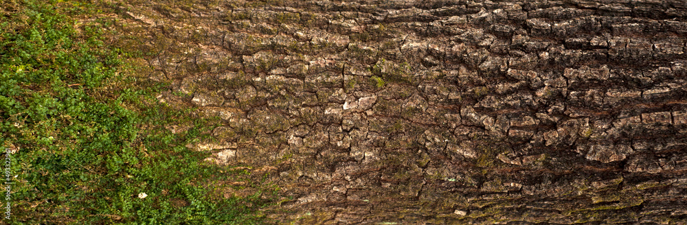 Embossed texture of the bark of oak. Panoramic photo of the oak texture with moss Embossed texture of the bark of oak. Panoramic photo of the oak texture with moss