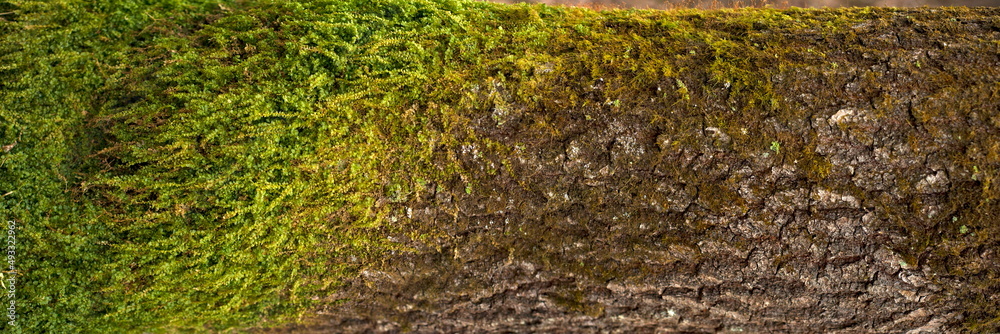 Embossed texture of the bark of oak. Panoramic photo of the oak texture with moss Embossed texture of the bark of oak. Panoramic photo of the oak texture with moss