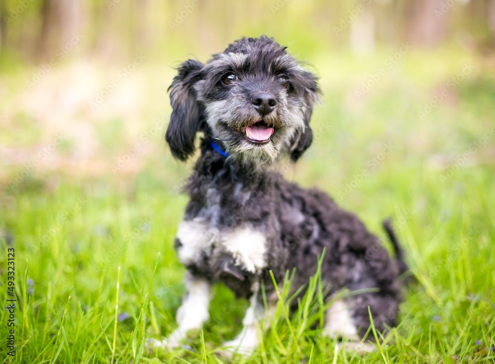 Fototapeta premium A cute Shih Tzu x Cocker Spaniel mixed breed dog sitting outdoors
