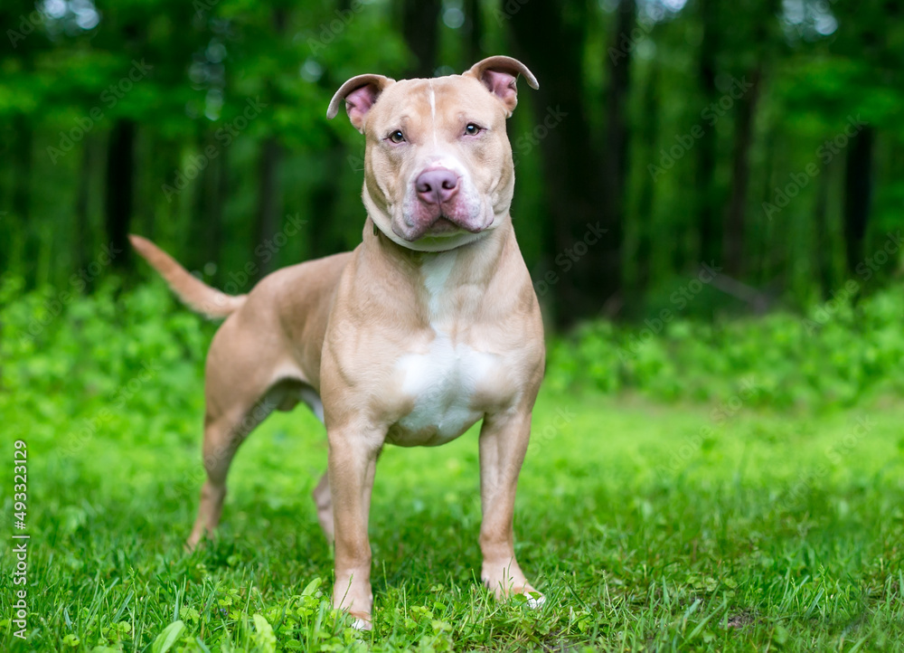 A Pit Bull Terrier x Shar Pei mixed breed dog standing outdoors and looking at the camera
