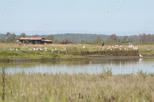 oiseaux sur  l' île aux oiseaux - bassin d’Arcachon © stef44