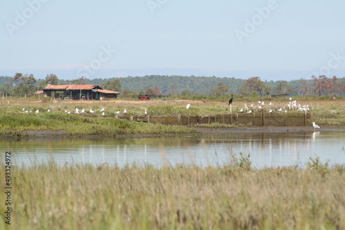 oiseaux sur  l' île aux oiseaux - bassin d’Arcachon photo