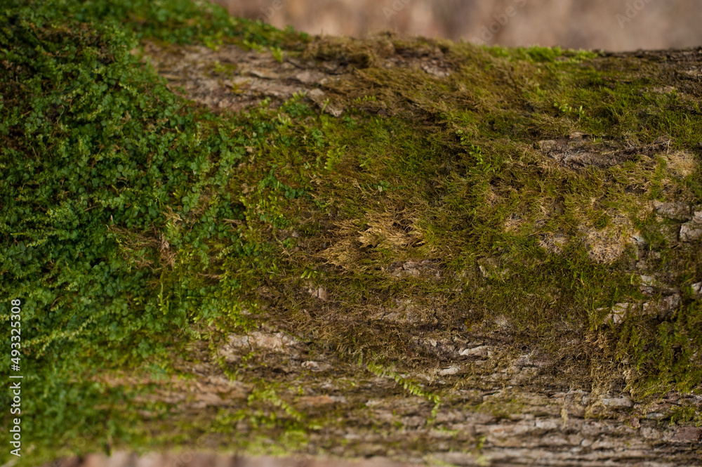 Naklejka premium Embossed texture of the bark of oak. Photo of the oak texture with moss
