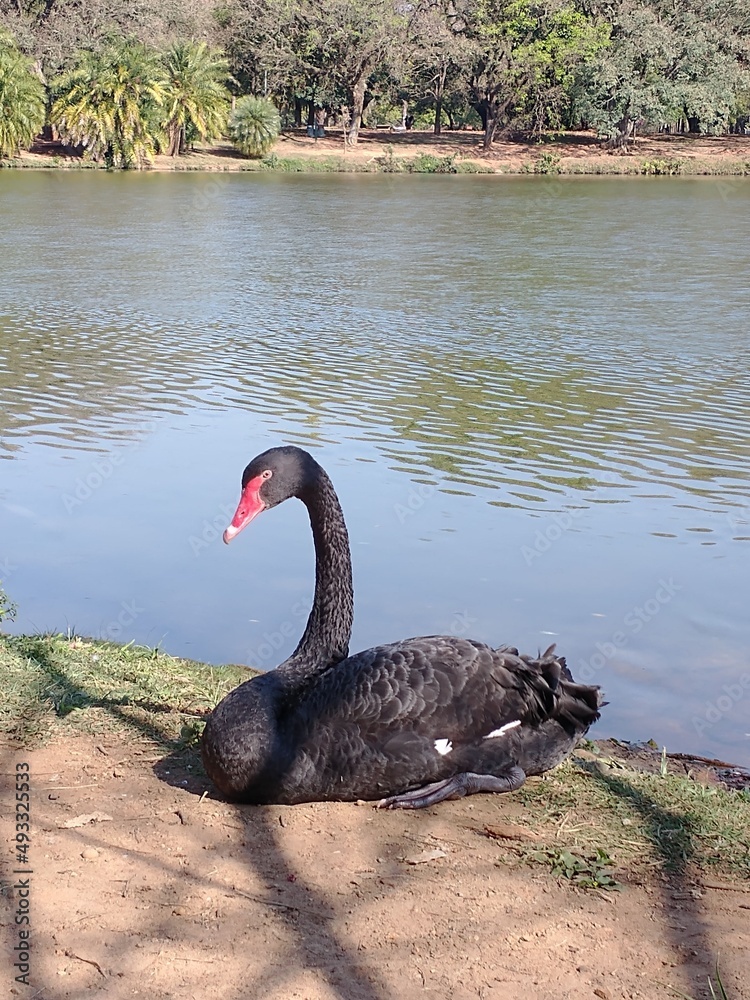 Obraz premium black swan on the lake