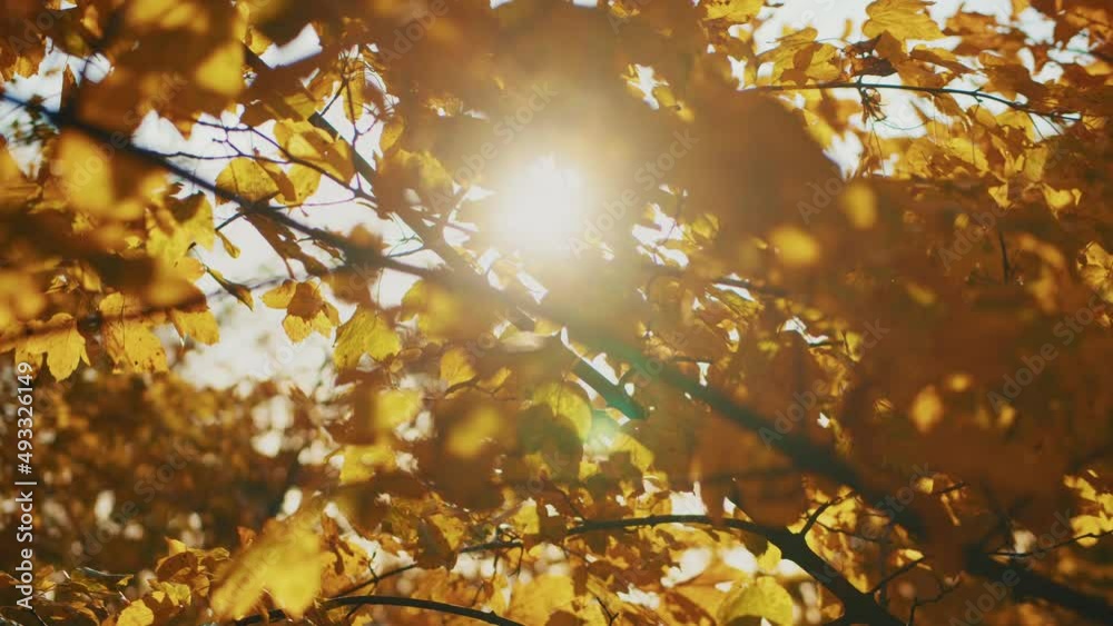 Close up view of sunlight shine through foliage in trees woods. Fall branch. Yellow autumn in forest landscape.