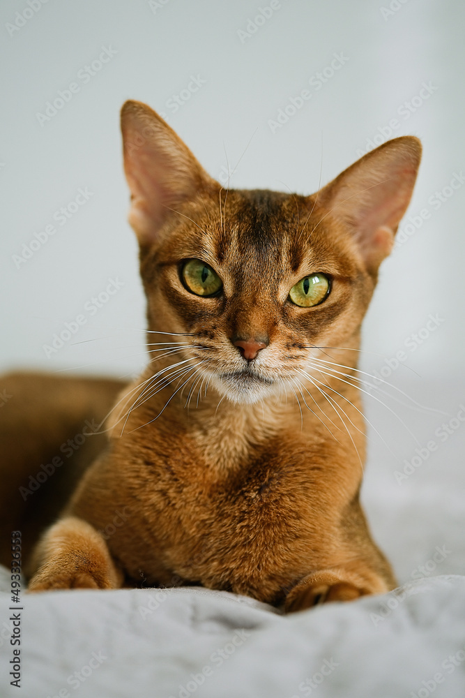 Beautiful abyssinian cat lying in bed