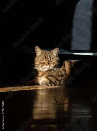 cute brown marble tabby cat sleeps at home. Scottish straight cat breed. World pet day