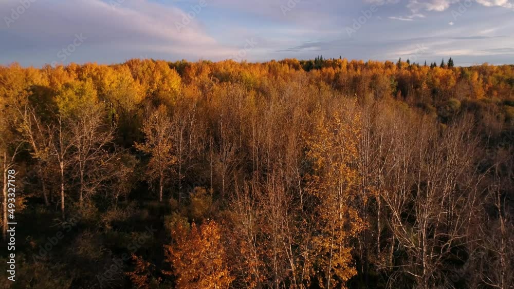 An autumn aerial flight over rural treetops at sunset. An autumn aerial flight over rural treetops at sunset.