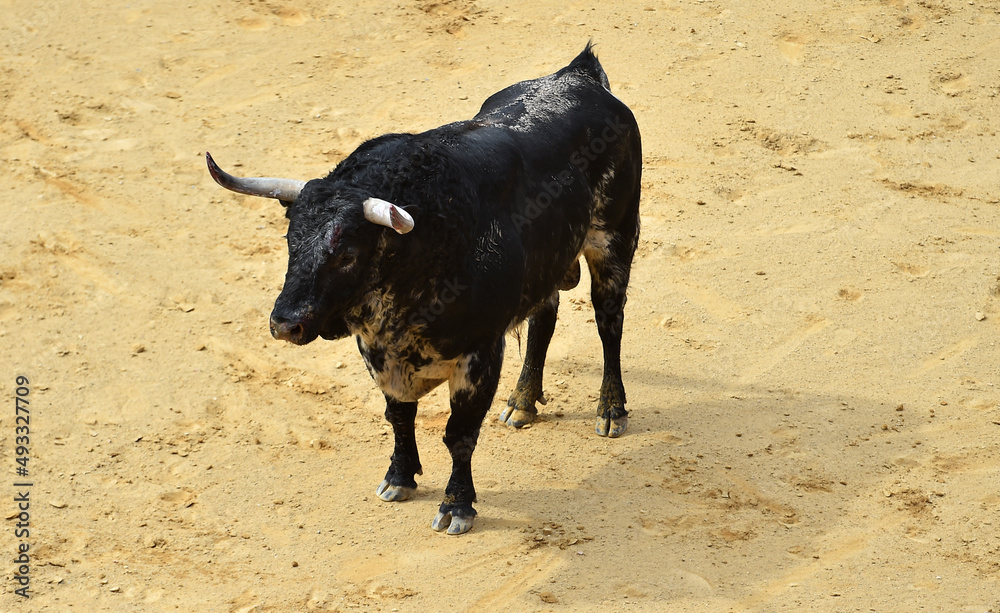 strong bull with big horns in the traditional spectacle of bullfight in spain strong bull with big horns in the traditional spectacle of bullfight in spain