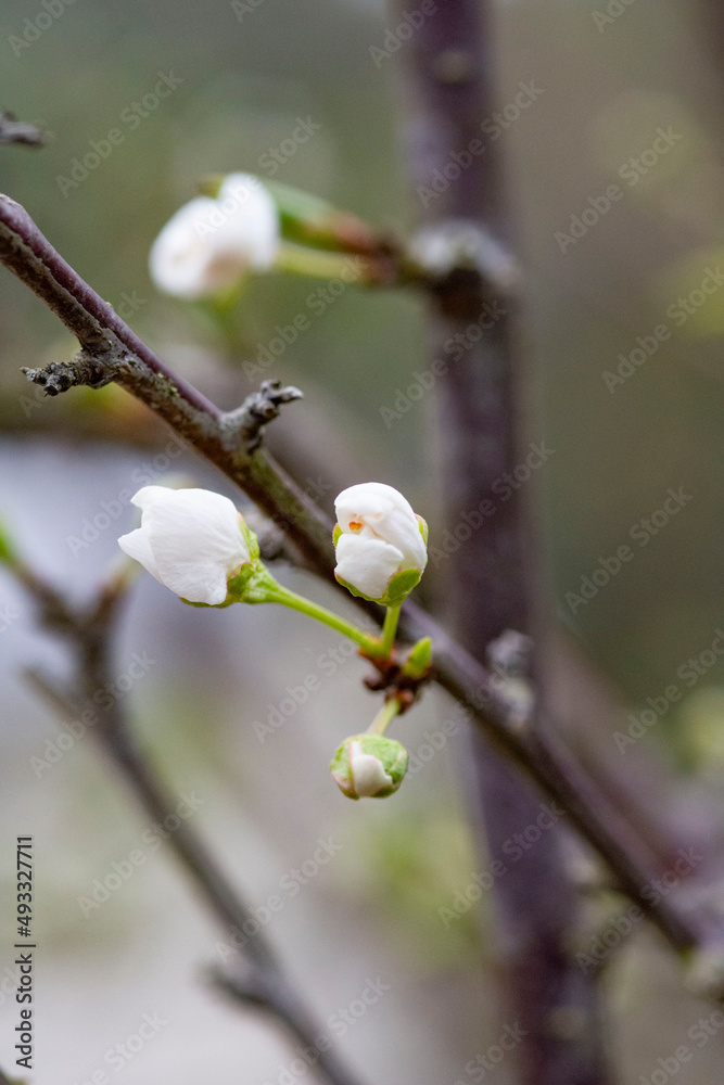 プラムの芽吹き プラムの芽吹き