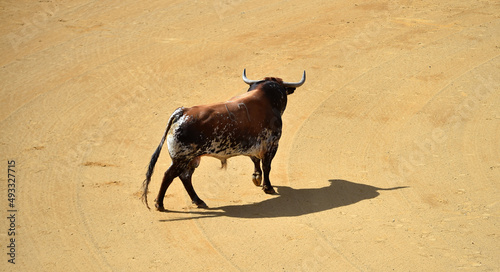 strong bull with big horns in the traditional spectacle of bullfight in spain