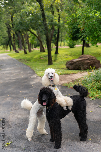 White Standard Poodle with Front Paws on Black Poodle photo