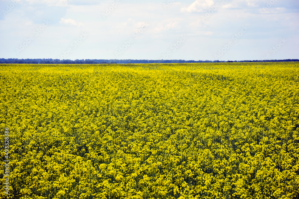 Field of yellow rapeseed against a blue sky with light clouds Field of yellow rapeseed against a blue sky with light clouds