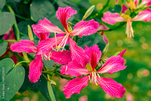 Pink Bauhinia flower blooming, close-up of purple orchid tree or purple Bauhinia