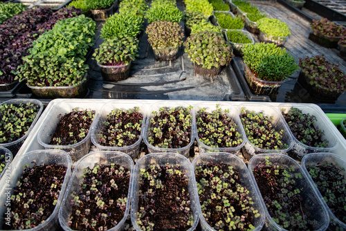 microgreens growing  organic bio gardening