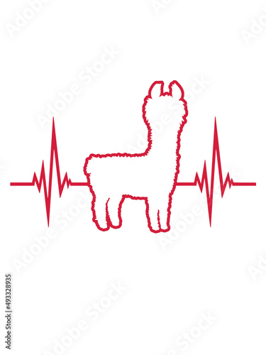 Lama Herzschlag Puls 