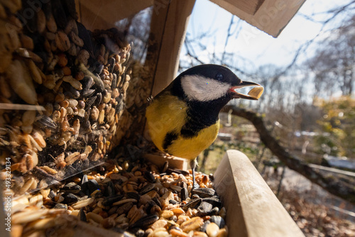 Close-up wide angle view of a great tit bird sitting on feeding place holding a peanut in its beak (great tit, Kohlmeise, Parus major), backlight, blurred background