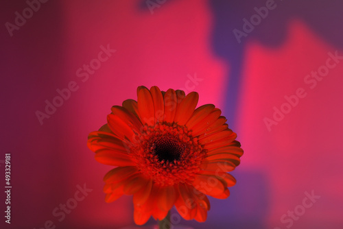 red gerber daisy