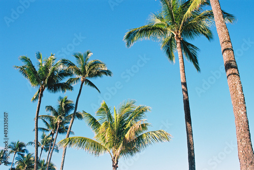 Wallpaper Mural Palm trees in Hawaii with color Torontodigital.ca