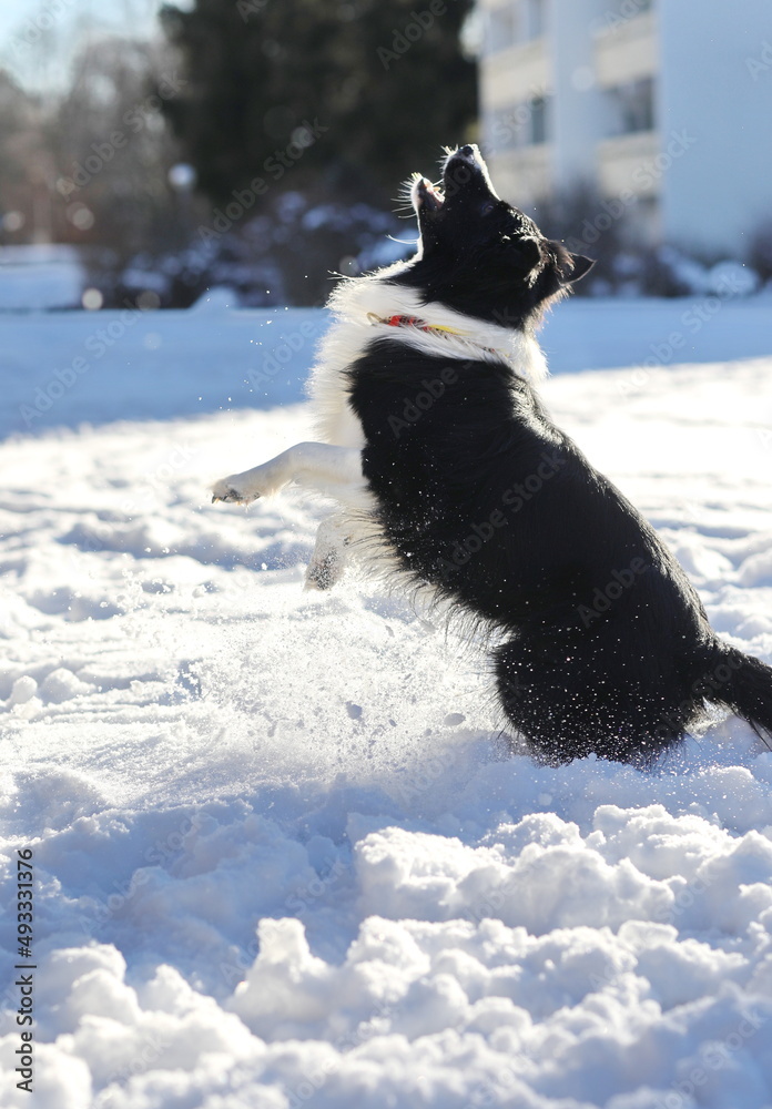 Dogs catching snowball Dogs catching snowball