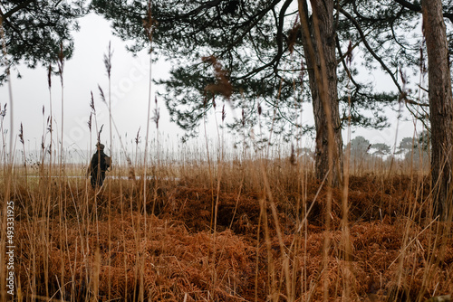 Man walking through reed beds lining wetland habitat photo