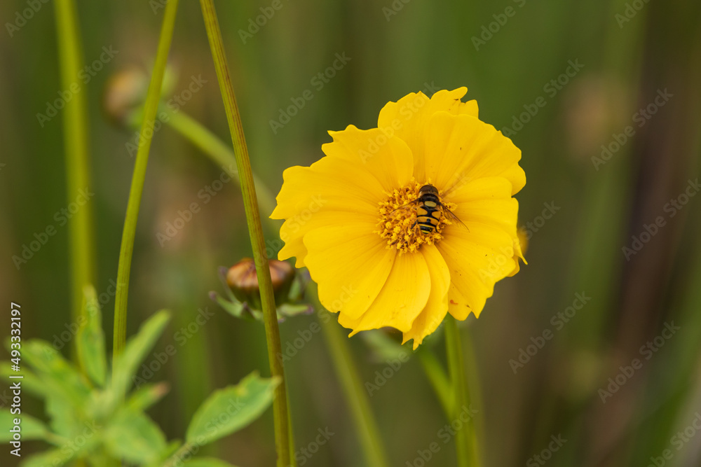 Yellow wildflower with bee