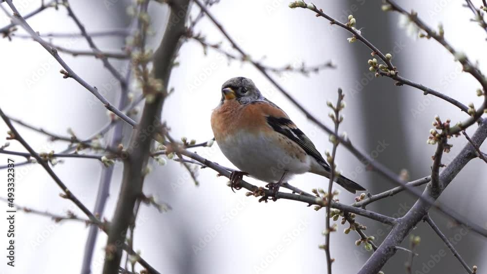 A male Bramling (Fringilla montifringilla) sitting on a branch opening its beaks several times A male Bramling (Fringilla montifringilla) sitting on a branch opening its beaks several times