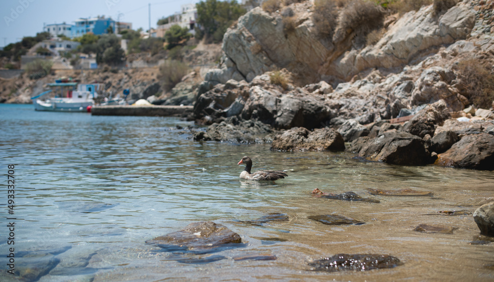 duck on syros beach in greece duck on syros beach in greece